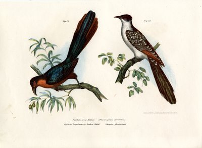 Malkoha Pechicastaño, 1864 de German School